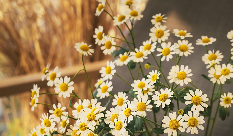 Beauty Products That Actually Work With the Skin